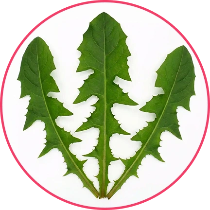 Dandelion leaves