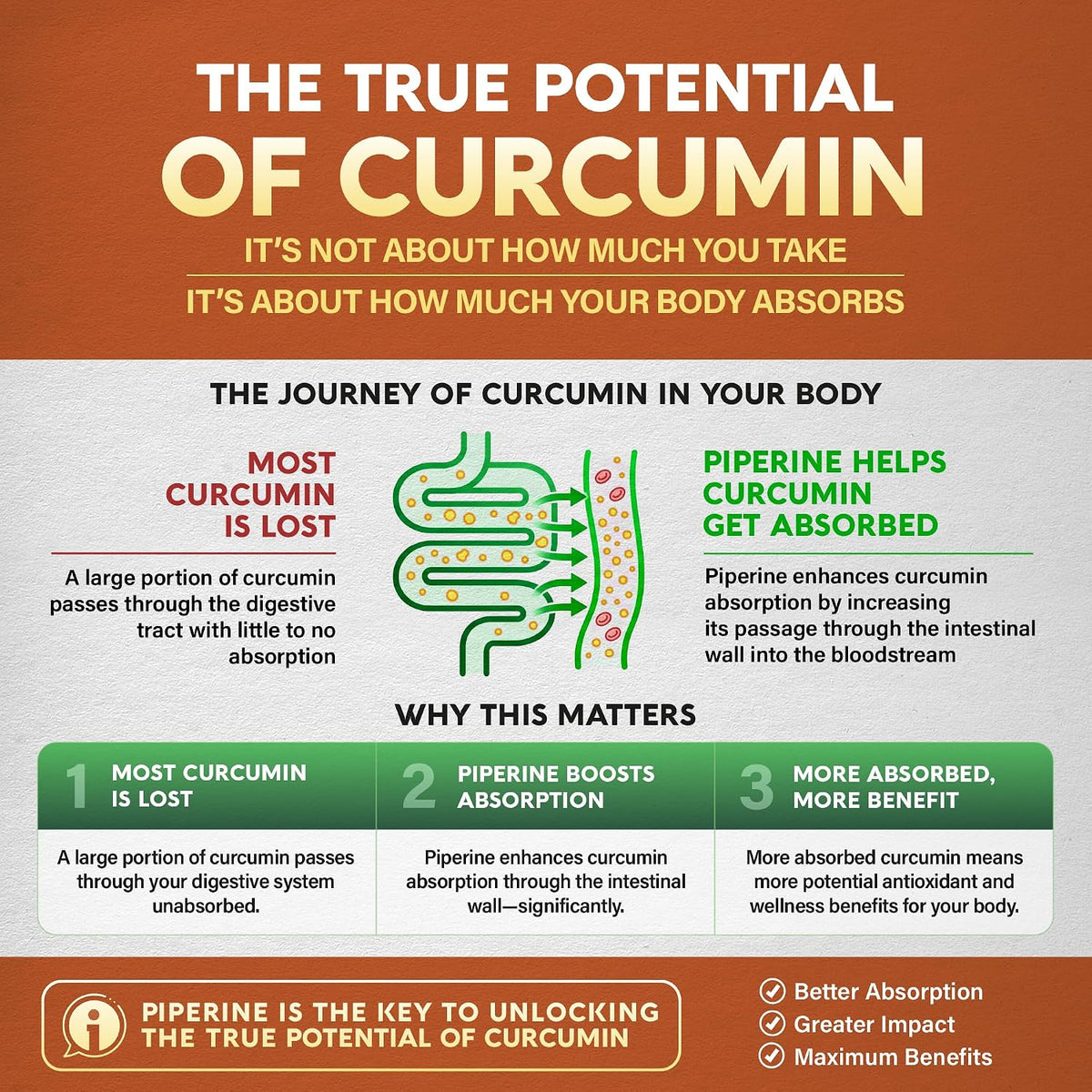 Infographic titled "The True Potential of Curcumin" explaining bioavailability. An illustration of the digestive tract shows how piperine aids absorption across the intestinal wall into the bloodstream. Three key points highlight that unabsorbed curcumin is lost, piperine significantly boosts absorption, and higher absorption yields maximum antioxidant and wellness benefits.