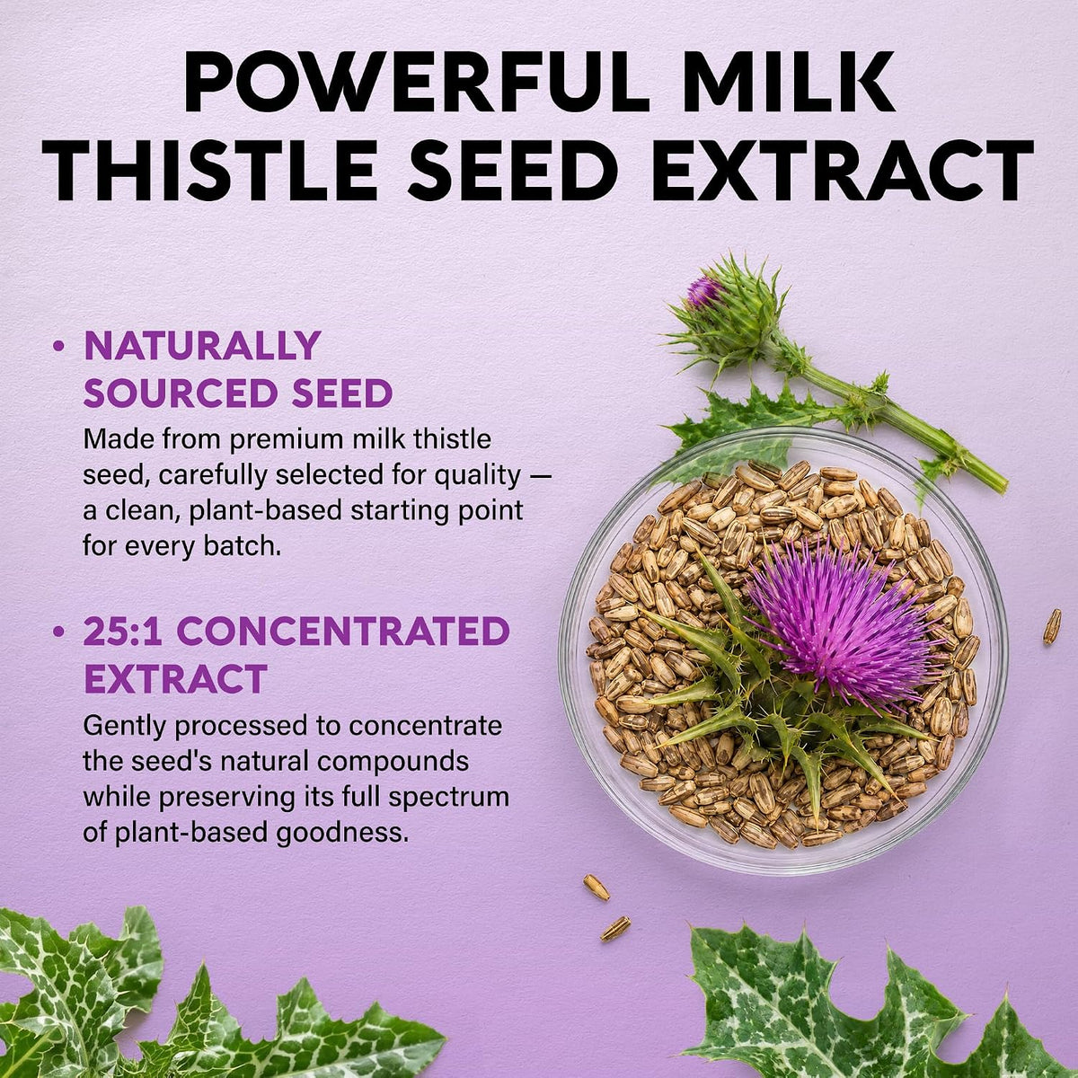 Milk Thistle Feature
Key Callouts: Naturally sourced seed made from premium milk thistle seed. 25:1 concentrated extract processed to preserve natural plant-based compounds.