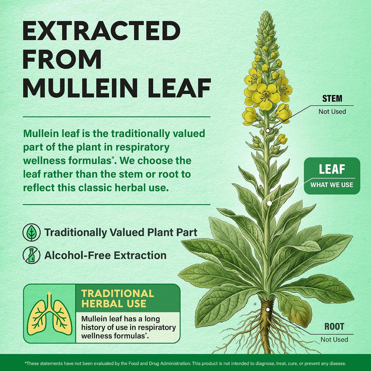 Plant Source & Traditional Use

Botanical Source: Extracted specifically from Mullein leaf—the traditionally valued part of the plant for respiratory wellness—excluding the stem and root.
Extraction Method: Features alcohol-free extraction process based on classic herbal use.