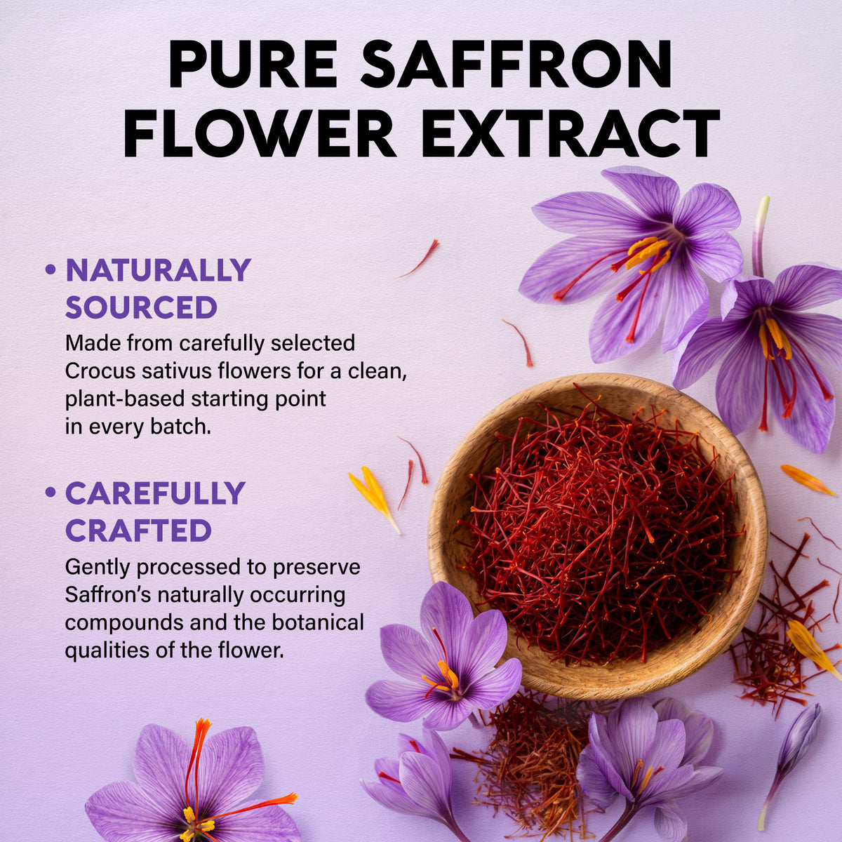 Informational graphic titled Pure Saffron Flower Extract explaining ingredient sourcing and processing. Under Naturally Sourced, it details using carefully selected Crocus sativus flowers for a clean, plant-based foundation in every batch. Under Carefully Crafted, it states the extract is gently processed to preserve Saffron's natural active compounds and botanical qualities. Background features a bowl of red saffron threads alongside blooming purple saffron crocus flowers.