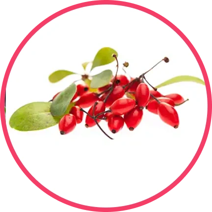 Red barberries