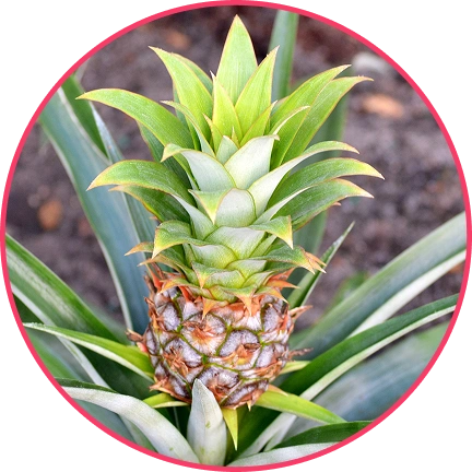 Pineapple plant