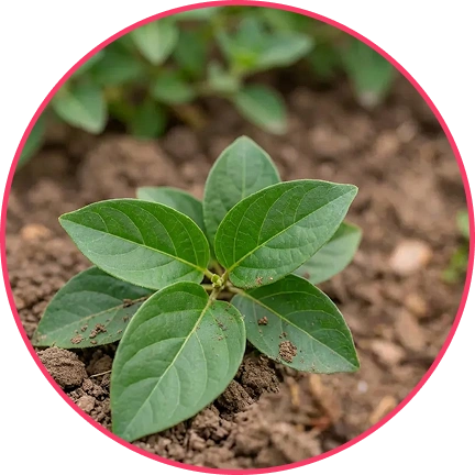 Gymnema plant