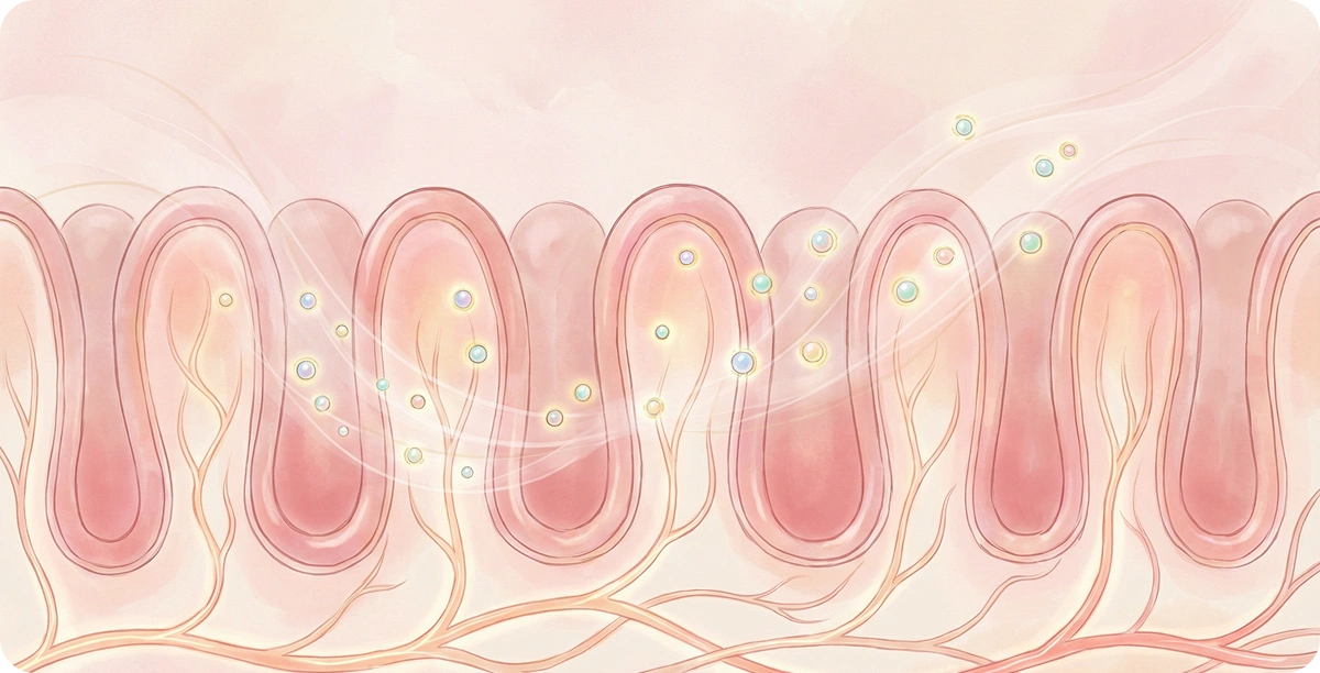 Healthy gut lining illustration